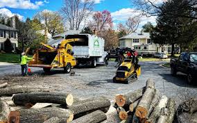 How Our Tree Care Process Works  in  Deerfield Beach, FL