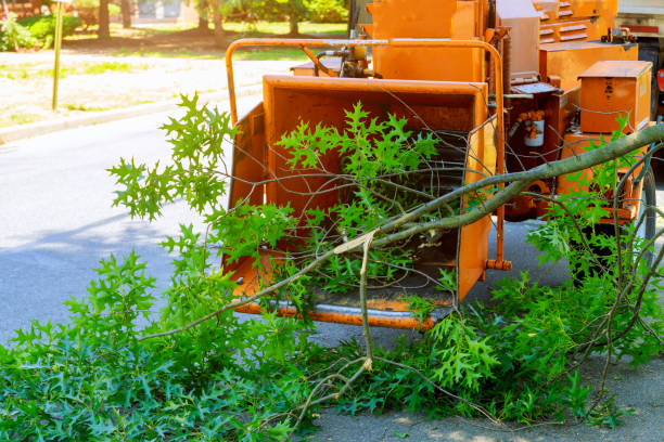 Reliable Deerfield Beach, FL Tree Care Services Solutions